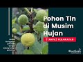 Pohon Buah Tin di Musim Hujan (Tanpa Perawatan Khusus)