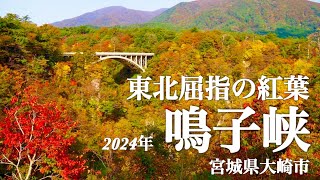 【鳴子峡 2024秋】 東北屈指の紅葉スポット　宮城県大崎市　今ピークを迎えます🍁