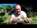 dividing my hardy banana musa basjoo