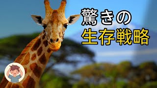 アフリカの乾季生存戦略！動物たちの驚きの生態行動と種を超えた共生関係｜悩み君