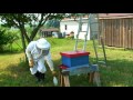 free bees how to capture and hive a swarm of honey bees