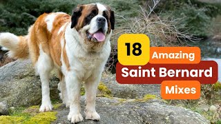 18 Saint Bernard Mixes: Gentle Giants You’ll Love!