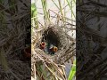 All Babies Bird Cries Feed AP#042 #Feedigbirds #nature #shortvideo #viralvideo #birds #wolfbird #nes