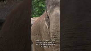 Elephants Mourning Their Dead