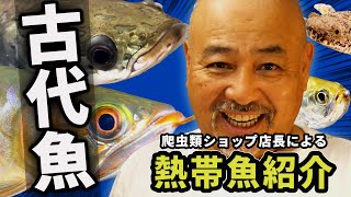 【大公開】店にいる熱帯魚全部紹介します【熱帯魚】