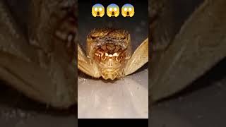 Insektong may Mukha!!#insects #shortvideo #short