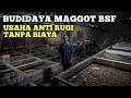 Budidaya Maggot BSF, Dari Sampah Jadi Rupiah