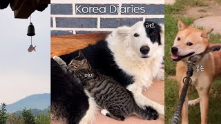 Living the True Korean Countryside Life: Remote Work with Dogs and Cats!