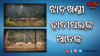 The terror of the Jharkhand elephant in Kendujhar || ଝାଡ଼ଖଣ୍ଡୀ ହାତୀପଲଙ୍କ ଆତଙ୍କ || #NNSODIA