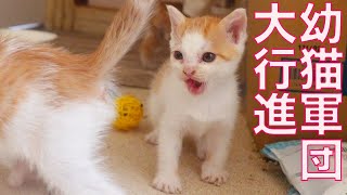 ブチ切れてた幼猫3匹、子猫部屋に侵攻する The rescued kittens marching