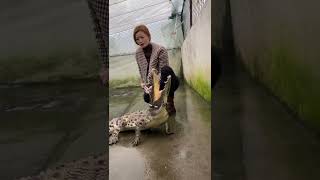 Mrs Brave feed crocodile 4