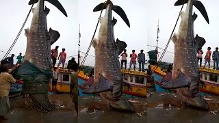 Big Fish at Kakinada Port || Big fish Fishing Compilation 2017 || Big Fish #9Roses Media