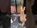 TIKTOK KUCING LUCU-PAPA JANGAN KAWIN LAGI#shorts #funny (COPY 9)