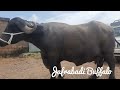 big jafrabadi buffalo in my farm unloding big jafrabadi buffalo