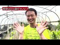 【自然栽培139】青草は土に混ぜる？自然農法を最初にすることは？