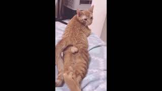 Funny Videos ANIMALS Cat Dog #funnyanimals