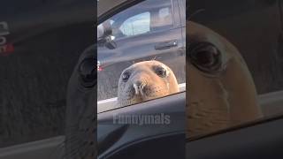 😂funny animal videos that i found for you #74😂