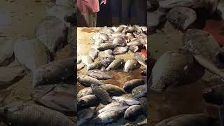 পুকুরের তাজা তেলাপিয়া মাছ||#fish #fishing #fishingvideo #food #video #shortvideo #short #best #viral