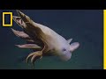 Rare Dumbo Octopus Shows Off for Deep-sea Submersible | National Geographic