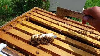 What to do before you release your purchased mated honey bee Queen.