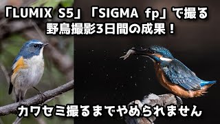 「Panasonic LUMIX S5」「SIGMA fp」で撮る、野鳥撮影3日間の成果！カワセミ撮るまでやめられません 100-400mm F5-F6.3 DG DN OS、TC-2011使用