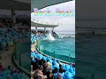 バックビートの威力スゴっ ^^ shorts 鴨川シーワールド 鴨シー kamogawaseaworld killerwhale orca シャチ