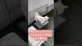 「おしっこして」でちゃんとトイレできる柴犬