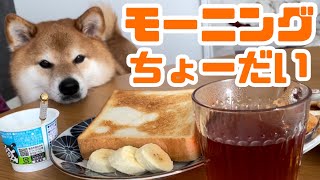 飼い主の朝食に参加する柴犬【ちゃちゃ丸】