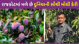 Worlds Most Expensive Mango In Rajkot | Miyazaki Mango | Different varieties of mangoes | Our rajkot