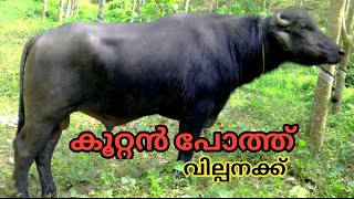 പടുകൂറ്റൻ പോത്ത് വില്പനക്ക് | Biggest Buffalo | Urgent sale | Kollam | Buffalo | TECH AND VLOGS