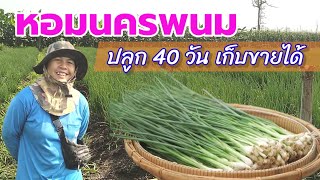 หอมนครพนม ปลูก 40 วัน เก็บขายได้