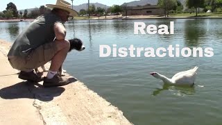 How to Use Distractions in Training Your Dog - Advanced Obedience