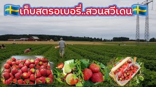 เก็บสตรอเบอรี่สดๆ หวานๆ🍓🍓สวนใหญ่มาก(ep.34) เก็บไปกินไป สวนสวีเดน 🇸🇪🇸🇪