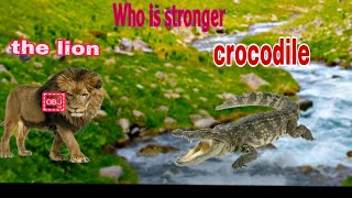 the lion vs crocodil 🧐🧐