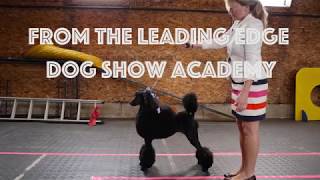 Poodle Handling Course Preview