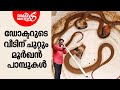 ഡോക്ടറുടെ വീടിന് ചുറ്റും മൂർഖൻ പാമ്പുകൾ | Vava Suresh | Snakemaster EP 1003