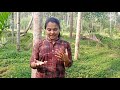 ಹಳ್ಳಿ ಮನೆ ತೋಟ village home garden nut tree manisha kannada vlog