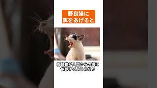 野良猫に餌をあげると part2 #shorts