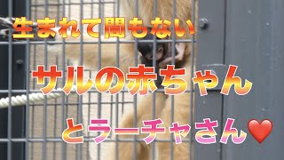 【円山動物園シロテテナガザル】生まれて間もない赤ちゃんとラーチャさん❤️