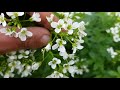 bitteres schaumkraut gesellschaft 20.04.18 cardamine amara essbare wildpflanzen