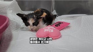 위태로운 새끼고양이 구조후 생존 이야기