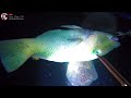 lặn biển dưới Độ sâu 16 mét ae trúng Đậm cá lớn và hải sâm fish hunting at night 4k