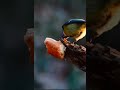 blÅmeis enjoying and sharing a piece of bread a beautiful bird in norway shorts bird blÅmeis