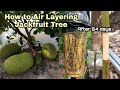 How to Air Layering JackFruit Tree |Any Tips that you didn't know how to grow jackfruit from cutting