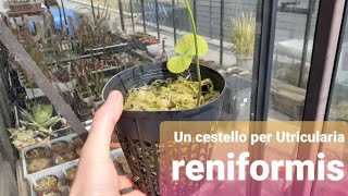 142. MESSA A DIMORA DI UTRICULARIA RENIFORMIS IN CESTELLO CON PURO SFAGNO VEGETANTE