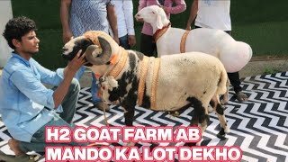 H2 Goat Farm Laye Hai Is Baar Jabardast Mando Ka Collection Bhiwandi Padgha