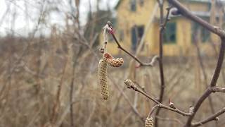 American Hazelnut in Bloom