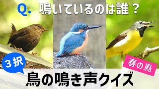 【３択！】鳥の鳴き声クイズ (春の鳥編)