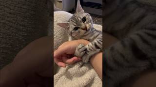 【猫動画】パパに振り向いて欲しい猫が可愛すぎる...笑 #shorts