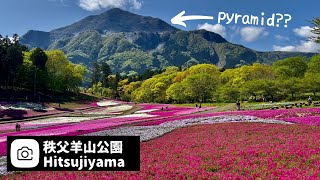 武甲山を背景に芝桜のじゅうたん！秩父羊山公園／埼玉県